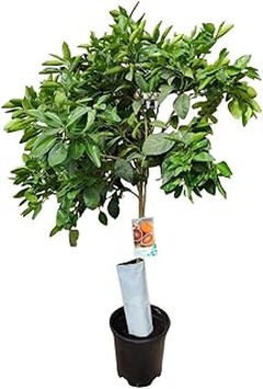 Mantenimiento esencial de frutales para principiantes