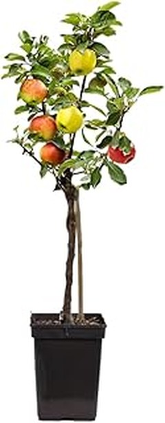 Guía de Cuidados Esenciales para Frutales Autofértiles