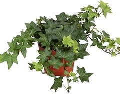 Cómo Cuidar las Plantas Típicas de Jardines Ingleses