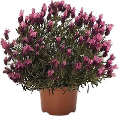 Cuidados Esenciales de Plantas de Temporada para Parterres