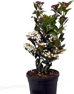 Guía de Cuidados para Plantas Perennes de Flor en Exterior