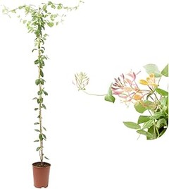 Cómo Cuidar y Mantener tus Plantas Trepadoras Autoadherentes