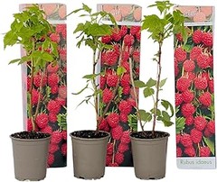 Guía para cultivar zarzamoras y frambuesas en tu hogar