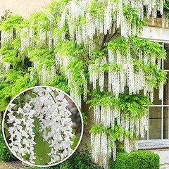 ¿Qué son los arbustos caducos de flor y por qué son importantes?