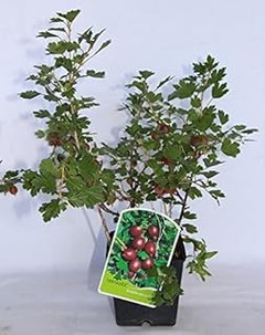 Mitos comunes sobre el cultivo de grosellas que debes conocer