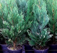 Los mejores lugares para comprar árboles de crecimiento rápido