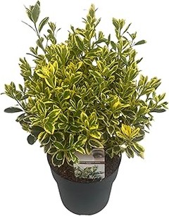 Mejores lugares para comprar árboles de hoja caduca