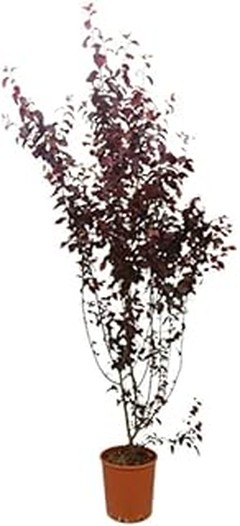 Las mejores tiendas para comprar árboles ornamentales con flor