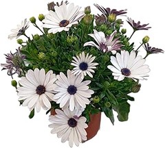 Opciones para comprar arbustos caducos de flor