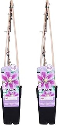 Las mejores opciones para comprar enredaderas resistentes al frío