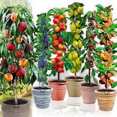Mejores lugares para comprar frutales exóticos para jardín templado