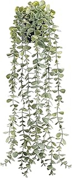 Los Mejores Lugares para Comprar Plantas Colgantes de Calidad