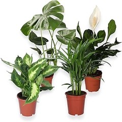 Mejores lugares para comprar plantas de interior para oficinas