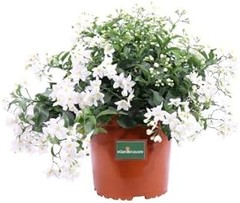 Las mejores enredaderas perfumadas para empezar en el jardín