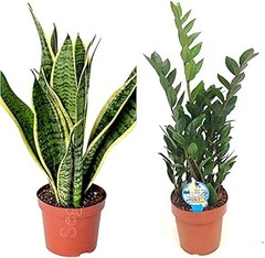 Problemas y errores al cuidar plantas de interior con poca luz