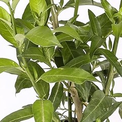 Problemas comunes al cultivar arbustos caducos de flor