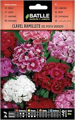 Errores que debes evitar al cultivar flores perennes