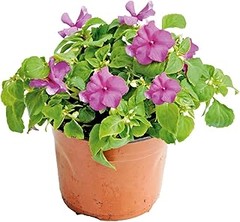 Errores que debes evitar al seleccionar plantas de bajo mantenimiento