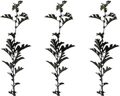 Errores al seleccionar plantas de sombra para climas nublados