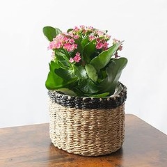 Evita estos errores al fertilizar tus plantas de interior