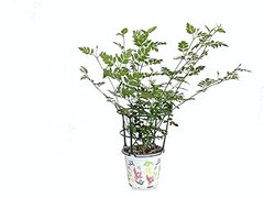 Evita Estos Errores al Plantar Flores Blancas en Exterior