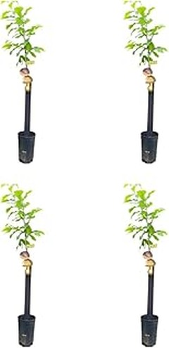 Evita estos errores al plantar packs de frutales variados