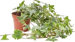 Descubre enredaderas de hoja perenne para diferentes estilos de jardín
