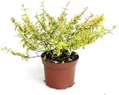 Cómo integrar arbustos perennes de flor en distintos estilos de jardinería