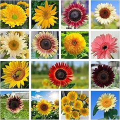 ¿Qué flores son seguras para cultivar en un jardín con polinizadores?