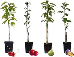 Frutales de hueso más resistentes a plagas: ¡elige bien para tu jardín!