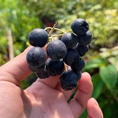 Cómo elegir el mejor arbusto de arándano para tu huerto doméstico