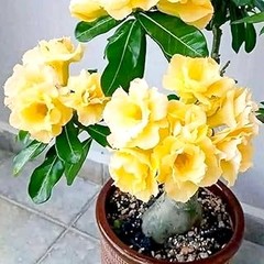 Cómo elegir enredaderas resistentes al frío para tu jardín