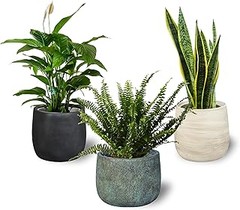 Descubre las mejores plantas de interior para poca luz