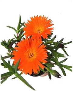 Consejos útiles para elegir plantas tapizantes para tu jardín