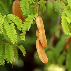 Fertilizantes Específicos para Frutales en Climas Cálidos