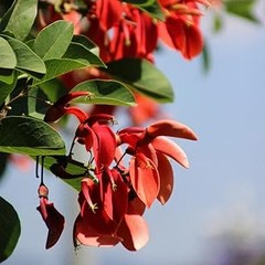 Cómo seleccionar árboles y arbustos resistentes a la sequía