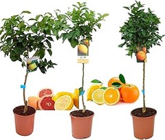 ** Cómo seleccionar el mejor pack de frutales variados para tu jardín