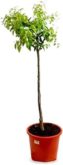 Cómo elegir la maceta adecuada para tus cítricos en maceta