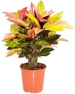 Cómo Elegir Plantas de Interior de Gran Tamaño para Tu Hogar