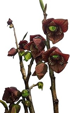 Cómo plantar y cuidar frutales exóticos en jardines templados