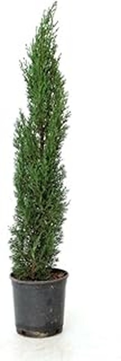 Cómo elegir los mejores arbustos para setos formales