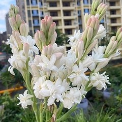 Cómo y Cuándo Trasplantar Bulbos de Lirios y Nardos