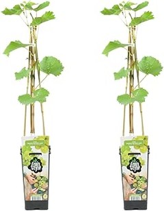 Éxitos en el cultivo de frutales para climas fríos