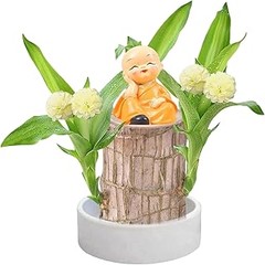Décor con plantas de interior de poca luz: Ideas y consejos