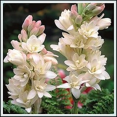 Cómo el Clima Afecta el Crecimiento de Lirios y Nardos