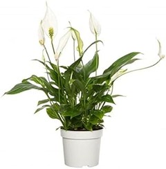 Plantas de flor blanca para exterior