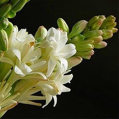 Enfermedades más comunes en bulbos de lirios y cómo prevenirlas