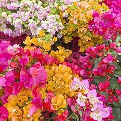 Flores resistentes para ramos: las mejores variedades para sembrar