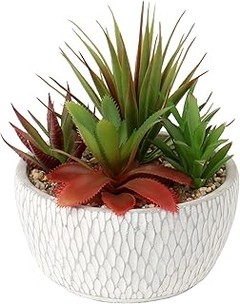 ¿Qué plantas de interior son ideales para espacios pequeños?