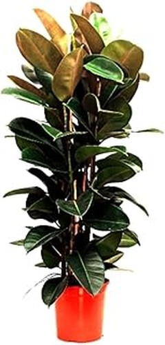 Plantas de interior que sobreviven al abandono: opciones resistentes